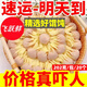 飛躍鮮正宗金魚混沌云吞混沌皮批發(fā)半成品懶人早餐家庭面食商用速食冷凍 202個(gè)精品小混沌【10包】