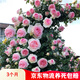 聽(tīng)雪樓爬藤月季 濃香型大花四季爬墻花卉盆栽薔薇花苗爬藤攀援植物庭院  粉色龍沙寶石約50-70CM