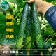播種心情老品種黃瓜種子黑油量綠芯心綠肉刺四號長(cháng)大陽(yáng)臺盆栽水果蔬菜種子 四號黃瓜種子1包
