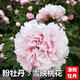 鑫意牡丹花苗正宗洛陽(yáng)牡丹花樹(shù)苗盆栽大苗牡丹苗花種四季重瓣花卉花籽 雪映桃花 牡丹苗2-3分叉+肥料