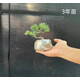 懸崖小葉五針松黑松盆景宮島造型陽(yáng)臺茶桌辦公桌庭院植物四季常青 3年五針松隨機 不含盆