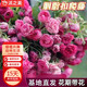 沭之美爬藤月季爬墻庭院花卉 不含盆 胭脂扣1棵 20cm左右高 源頭直發(fā)