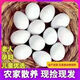 正宗新鮮現(xiàn)發(fā)鴿子初生草鴿蛋農(nóng)家五谷雜糧散養(yǎng)兒童孕婦營(yíng)養(yǎng)輔食 限量搶購(gòu)60枚草鴿蛋 農(nóng)村散養(yǎng)雜糧鴿蛋（數(shù)量有限）
