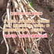 魚(yú)腥草苗帶土折耳根種子野生涼拌菜四季可栽培種植用種根 現挖帶土新鮮老折耳根 1斤