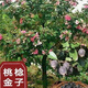 廣西捻子樹(shù)高檔桃金娘正宗樹(shù)根老樁四季陽(yáng)臺(tái)紅梅庭院盆景臘梅耐寒 桃金娘（帶土帶葉發(fā)貨） 五年大苗