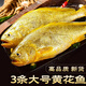 漁哥戲魚大黃花魚1500g 大黃魚3條 新鮮海捕冷凍海魚