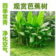 大葉綠植芭蕉樹苗觀賞芭蕉樹苗盆栽地栽耐寒抗旱四季常青帶土帶葉 大葉芭蕉苗 高60厘米(2棵) 成長快