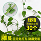 花沃里綠蘿固定器中號30個(gè) 綠植免釘貼墻自粘式掛鉤藤蔓植物攀爬夾子