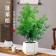 京厽蓬萊松盆栽植物室內(nèi)老樁花卉綠植水培好養(yǎng)活客廳迎客松小盆景 蓬萊松五年苗原土發(fā)貨無盆 帶盆栽好