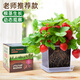 滬上花匠兒童種植小盆栽幼兒園觀(guān)察植物種子鳳仙花種籽子小學(xué)生向日葵種孑 【四季草莓】高透明觀(guān)察窗套裝+20頁(yè)觀(guān)察記錄本 難