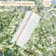 國譽(yù)（KOKUYO）Littlewoods系列C2大容量可平攤式筆袋大號 花蕊黃 1個(gè) WSG-PCN23LS