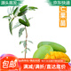 萌肉居芒果樹(shù)苗果樹(shù)苗金煌庭院盆栽/芒果果苗2年苗含塑料盆源頭直發(fā)