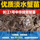 多瑞鮮正宗大閘蟹苗淡水扣蟹苗稻田蟹苗河蟹苗幼苗小螃蟹苗中華絨鰲蟹 中苗一斤30-50只（公母）