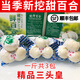 【順豐包郵】蘭州鮮百合現(xiàn)挖甘肅特產(chǎn)鮮百合新鮮食用甜百合蔬菜 一斤3包/每包3顆