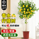 臨雅的花園香水檸檬樹苗盆栽可結果樹苗可食用大型綠植室內客廳四季好養(yǎng)植物 檸檬樹1.2-1.4米+培育盆