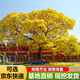 黃花風鈴木樹苗黃金風鈴木苗風鈴木庭院別墅校園種植行道樹 直徑3厘米粗 其它