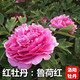 鑫意牡丹花苗正宗洛陽(yáng)牡丹花樹(shù)苗盆栽大苗牡丹苗花種四季重瓣花卉花籽 魯荷紅 牡丹苗2-3分叉+肥料
