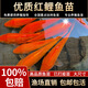 紅鯉魚苗淡養(yǎng)殖食用興國紅鯉魚塘魚缸好養(yǎng)耐活紅鯉魚苗冷水觀賞魚 精品紅鯉魚苗6-8cm 10條送10%防損