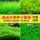 生態(tài)魚缸專用水草種子四季養(yǎng)魚速成草坪造景大小對(duì)葉牛毛草籽套餐 小對(duì)葉+大對(duì)葉+牛毛草（各5000粒）