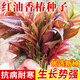 種菜記紅油香椿種子野生四季播特色蔬菜種子春苗春季發(fā)芽多年生香椿芽 紅油香椿10克