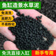 勝畫魚缸水草泥新手免洗入缸造景水草底肥水草泥睡蓮魚缸營養(yǎng)土水藻泥 基礎(chǔ)款水草泥5斤