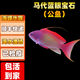 海金魚合集紫羅蘭馬代藍眼寶石紫后雙斑夏威夷櫻花海水魚活體觀賞 馬代藍眼寶石（公魚）【5-7 】