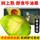 【順豐】即食牛油果 樹(shù)上熟秘魯進(jìn)口牛油果 新鮮當季水果 特大果170-190g 6個(gè)【收到即可食用】
