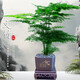 佰花錦文竹桌面盆栽新中式綠植辦公室客廳盆景茶臺(tái)臥室好養(yǎng)綠植花卉植物 【送方底座】文竹+pvc舍得盆+黑沙石鋪面 20-30cm
