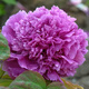 鑫意牡丹花苗正宗洛陽(yáng)牡丹花樹(shù)苗盆栽大苗牡丹苗花種四季重瓣花卉花籽 魏紫 牡丹苗2-3分叉+肥料