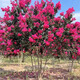 庭院紫薇樹(shù)苗紅火箭花苗天鵝絨老樁美國耐寒紅火球百日紅大樹(shù)綠化 叢生1.5米左右 備注顏色 其他