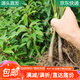 萌肉居香樟樹苗綠化苗木可庭院綠化樹苗庭院樹苗約1cm粗1棵源頭直發(fā)