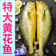 昕品方黃花魚(yú)鎖鮮大黃魚(yú)深海速凍國產(chǎn)東海大黃花魚(yú)生鮮魚(yú)類(lèi)海鮮禮盒水產(chǎn) 【優(yōu)選】2條大黃魚(yú) 1斤左右1條