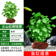 瘋狂水草魚缸造景水草生態(tài)魚缸水草真水草凈化火山石銅錢草*2源頭直發(fā)包郵