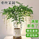 垂絲茉莉盆栽帶花苞辦公室內(nèi)桌面好養(yǎng)風(fēng)車茉莉陽臺花卉綠植物 2棵垂絲茉莉小苗15-20cm+加侖盆基地當(dāng)年開 含盆