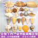 曦凰天然貝殼海螺殼海星珊瑚石兒童玩具裝飾擺件DIY卷貝魚寄居蟹 套餐十四:豪華收藏螺大套餐