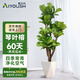 愛優(yōu)尚琴葉榕老樁客廳大型造型綠植大葉落地盆栽吸甲醛四季常青源頭直發(fā)