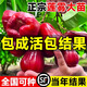 【帶營(yíng)養杯發(fā)貨】黑糖芭比蓮霧樹(shù)苗嫁接苗南北方種植蓮霧果樹(shù)果苗 黑糖芭比蓮霧 三年苗