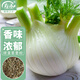 壽禾 球莖茴香種子苗陽(yáng)臺庭院種植蔬菜種籽 香洋球莖茴香種子2g/袋*3