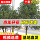 桃之美桂花樹(shù)樹(shù)苗大樹(shù)金桂盆栽四季開(kāi)花濃香型庭院耐寒銀桂花苗帶土發(fā)貨 丹桂朱砂桂樹(shù)苗 直徑【4厘米粗】帶土球