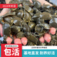 大甲魚苗鮮活小甲魚苗團(tuán)魚苗鱉批發(fā)外塘中華鱉水魚苗包郵包活 2到5克 50只