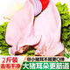 豬耳朵農(nóng)家無(wú)根 新鮮冷凍豬耳朵豬耳片 生豬耳土豬耳耳鹵菜食材 無(wú)根純耳片2斤