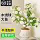 歐洲木繡球玫瑰花苗庭院花卉盆栽植物耐寒樹(shù)苗風(fēng)景樹(shù)大花無(wú)盡夏花 15cm盆 含盆
