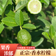世果達(dá)四季廣東香水青檸檬一級奶茶店專用新鮮水果香云南德宏特產(chǎn) 四季青檸檬3斤【單果60g+】