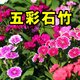 碧鼎五彩石竹花種子四季種開(kāi)花矮生耐寒耐旱室外庭院花卉花草花籽種子 五彩石竹花種子 1000粒+肥