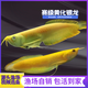 黃化紅眼白子銀龍魚苗活體大型熱帶觀賞魚赤瞳血艷龍魚好物 黃化銀龍12-14（1條）
