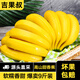 吉果叔 云南高山甜香蕉 新鮮水果當季現(xiàn)摘大芭蕉小米蕉甜香蕉整箱自然熟 9斤凈重 8.5斤