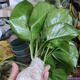 粗藤綠蘿柱大葉綠蘿小苗盆栽苗爬藤苗水養(yǎng)花卉土培綠植四季長青 大葉綠蘿苗*6