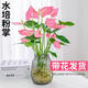 種花迷水培植物粉掌盆栽水養(yǎng)紅掌鮮花綠植辦公室內(nèi)面好養(yǎng)活四季開花卉 【粗根帶花】特級(jí)粉掌2-3棵+營(yíng)養(yǎng)