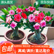 萌肉居沙漠玫瑰四季花卉綠植長(zhǎng)花期室內(nèi)隨機(jī)色原盆土備用盆源頭直發(fā)