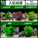 瘋狂水草懶人魚(yú)缸坨草5棵 凈化水質(zhì)水榕陰性水草造景 源頭直發(fā)包郵